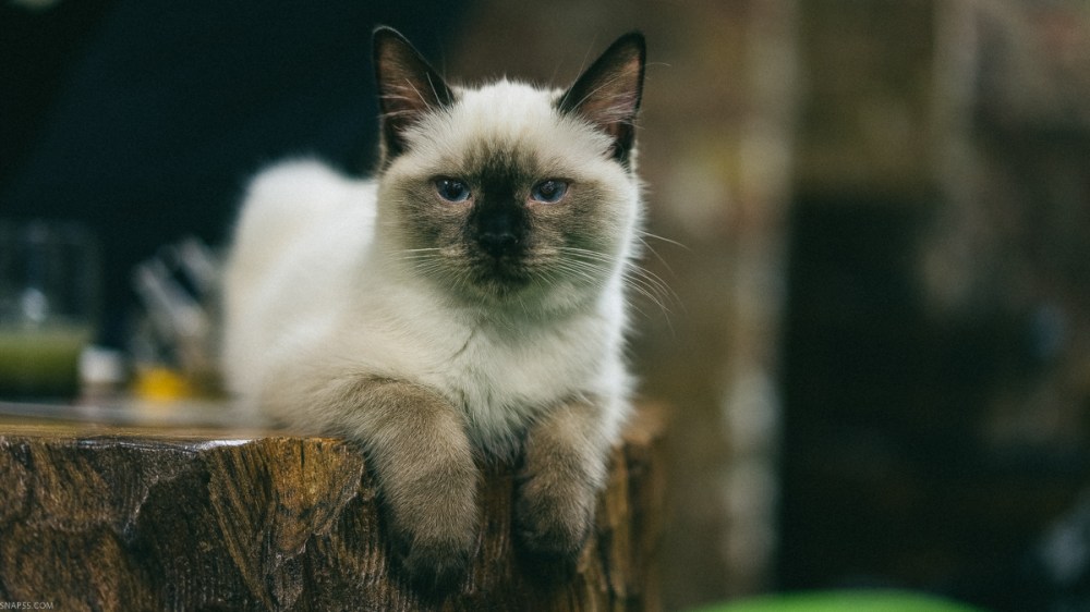Ragdoll Kitten