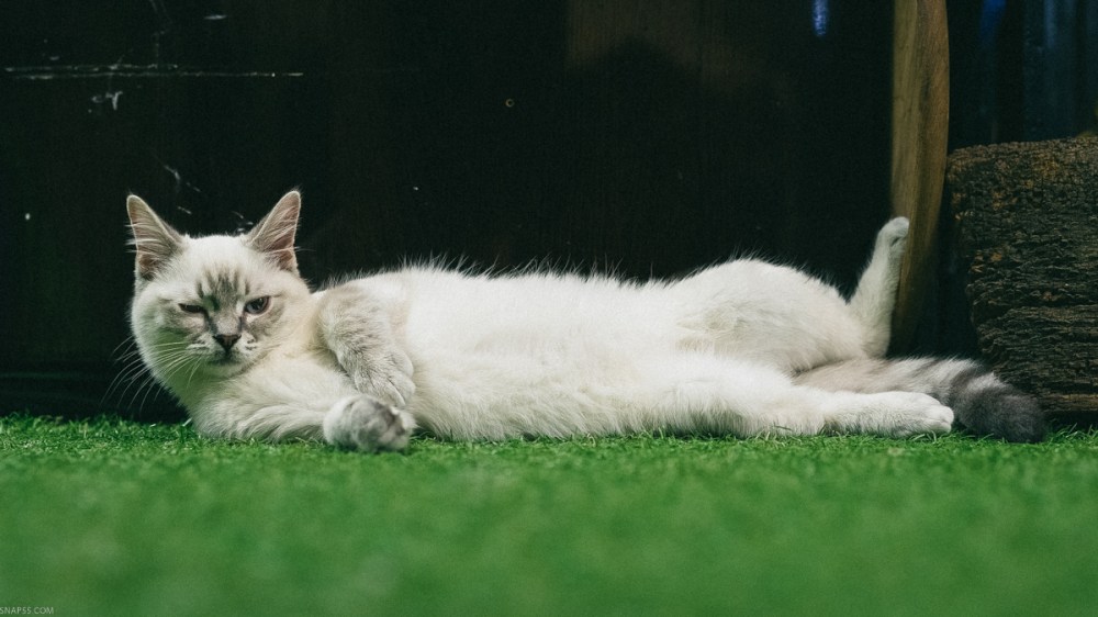 Ragdoll Kitten At The London Cat Village